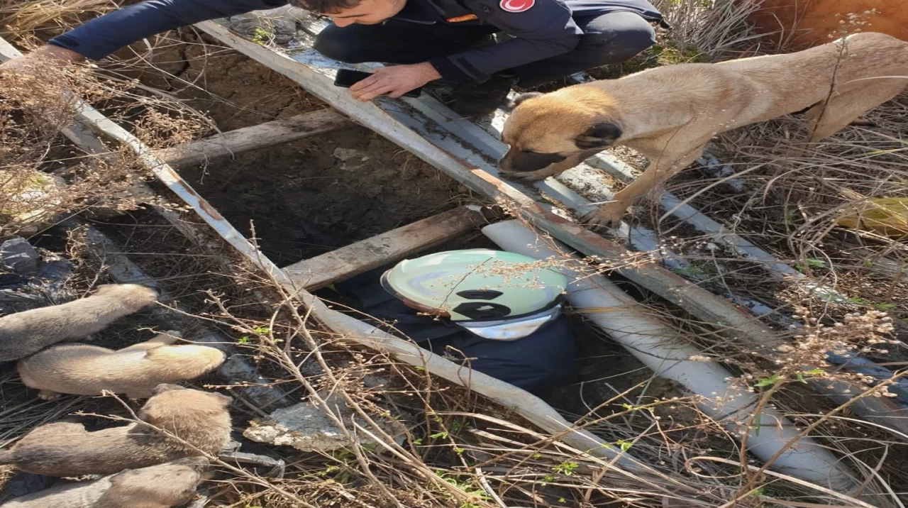 Antakya'da inşaat çukuruna düşen köpek yavruları, itfaiye ekipleri tarafından kurtarıldı!