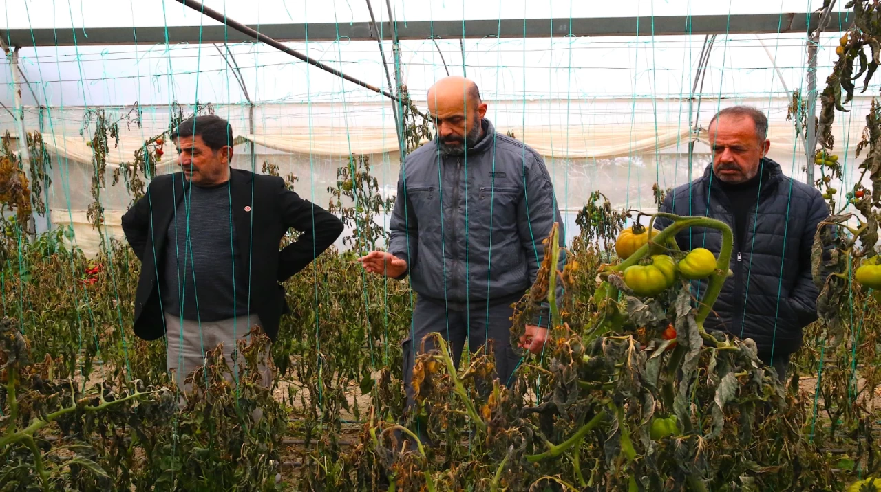 Hatay'da etkili olan zirai don tarım alanlarını vurdu