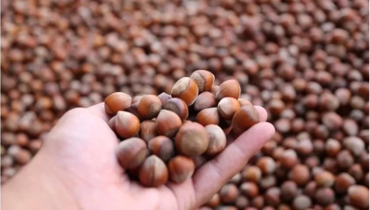 Fındığın faydaları nelerdir?