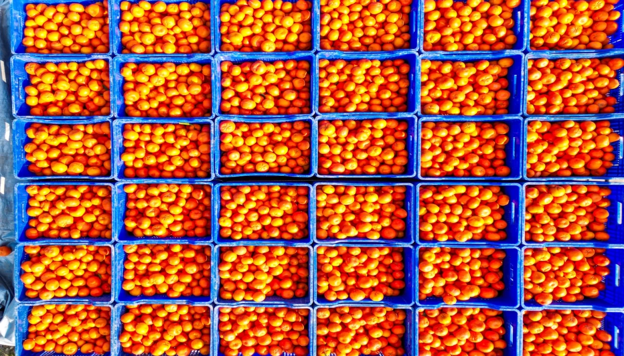 Adana'nın verimli topraklarında mandalina hasadı bereketi sürüyor