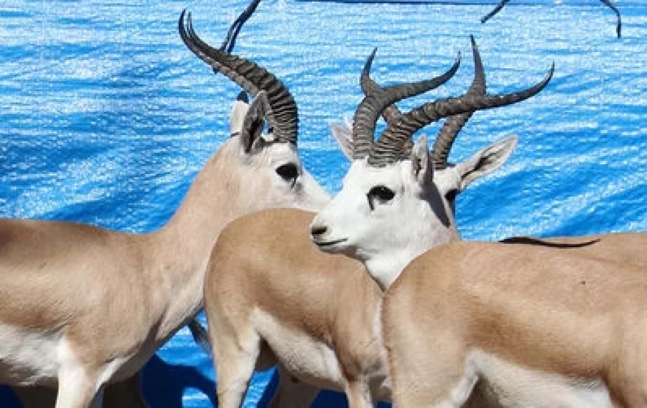 Ceylan Eti Yenir Mi? İslam’a Göre Helal Mi, Sağlığa Zararlı Mı?