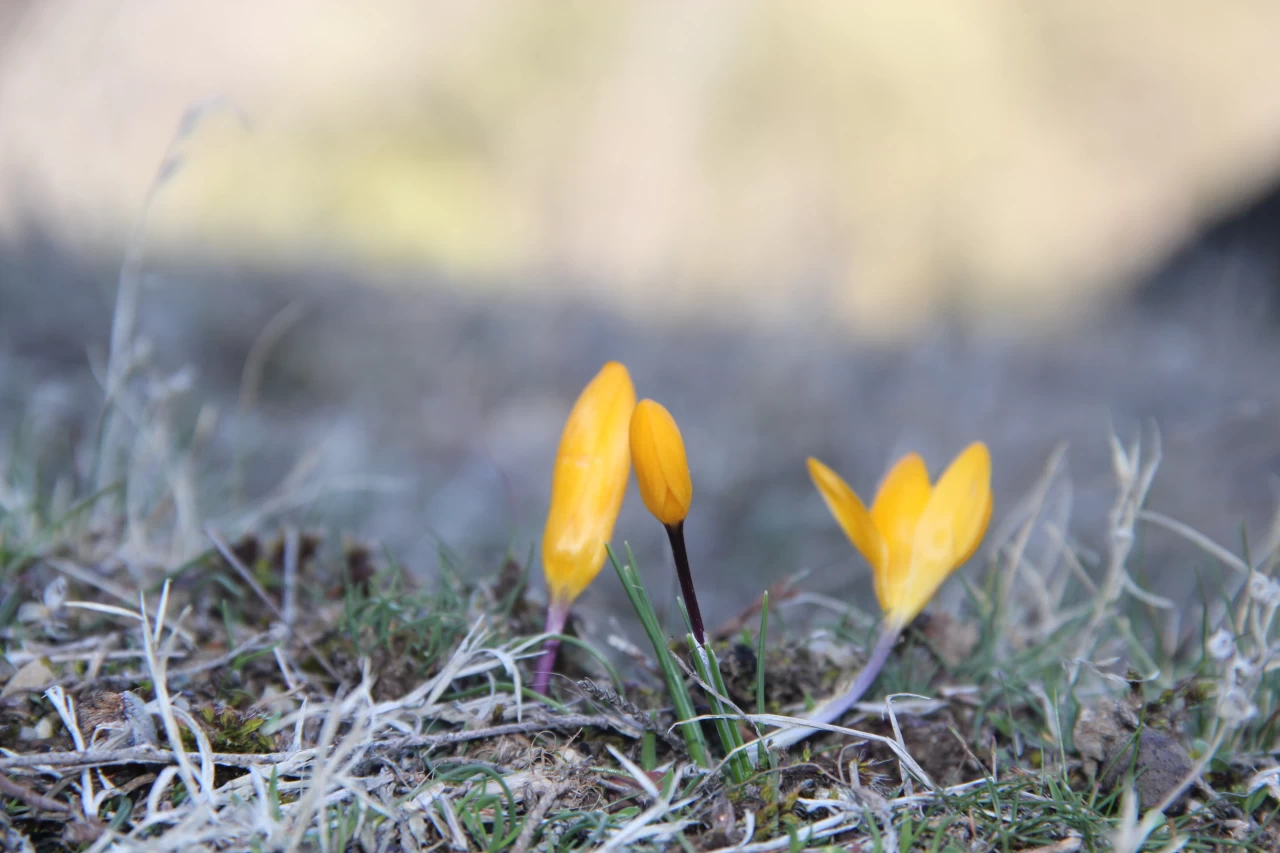 Çorum Oğuzlar'da mevsim normallerinin üstündeki sıcaklıklarla çiğdemler açtı