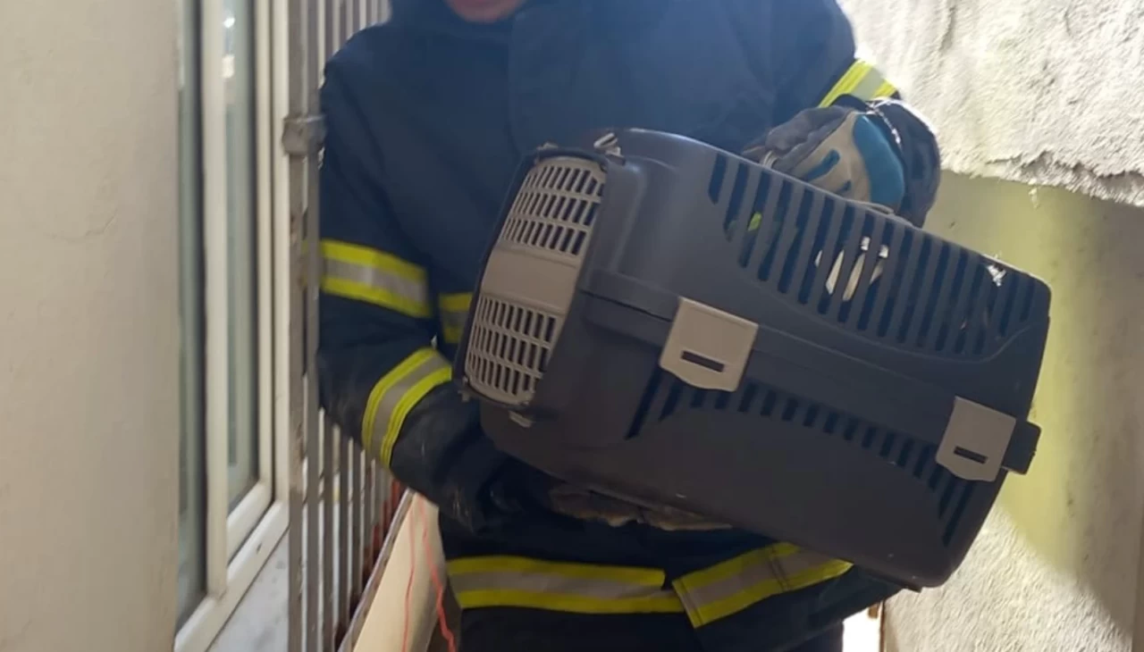 Ordu'da bir kedi sahipsiz köpeklerden kaçarken iki bina arasındaki boşlukta mahsur kaldı