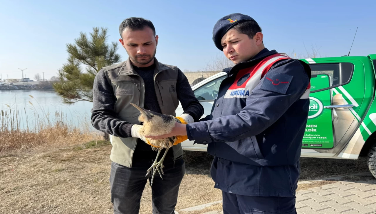Muş'ta ender görülen bayağı balaban kuşu tedavi altına alındı