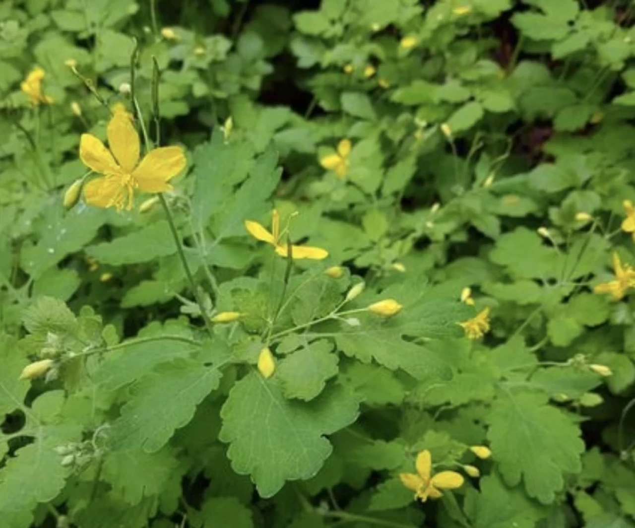 Kırlangıç otu göze damlatılır mı?