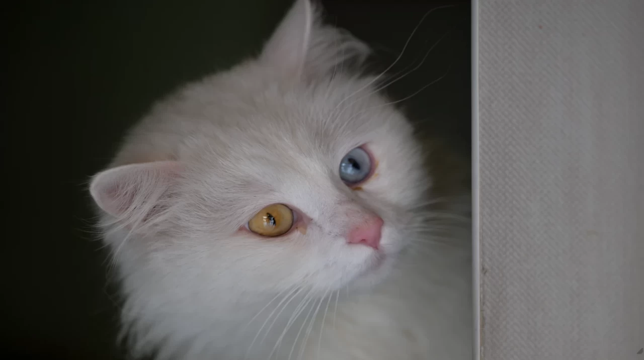 Neden evcil hayvan satın almamalı, sahiplenmeliyiz?