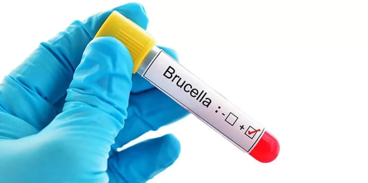 Bruselloz hastalığıyla mücadelede yeni dönem başladı!