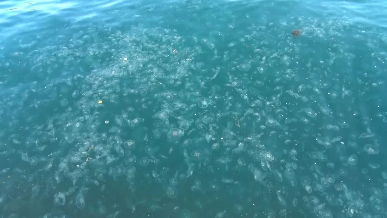 Sarıyer'de kar yağışının ardından binlerce deniz anası kıyıya vurdu