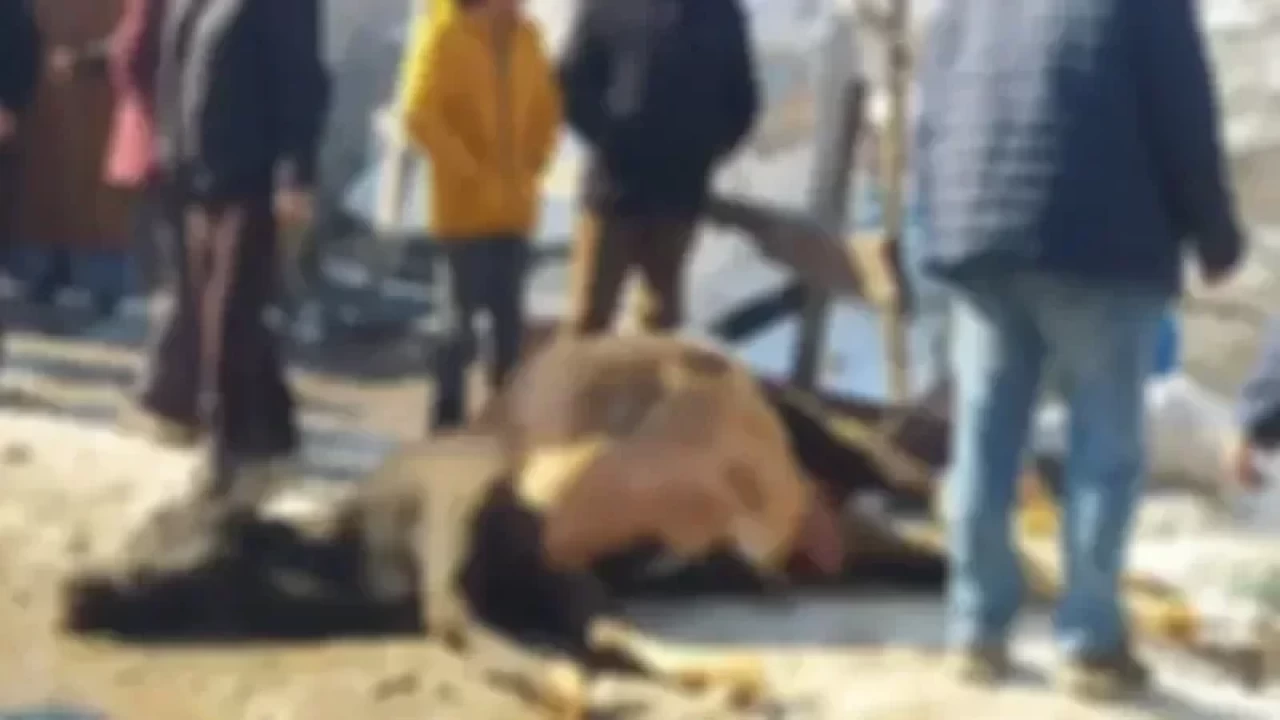 Kütahya Aslanapa'da telef olmuş 30 büyükbaş hayvan bulundu