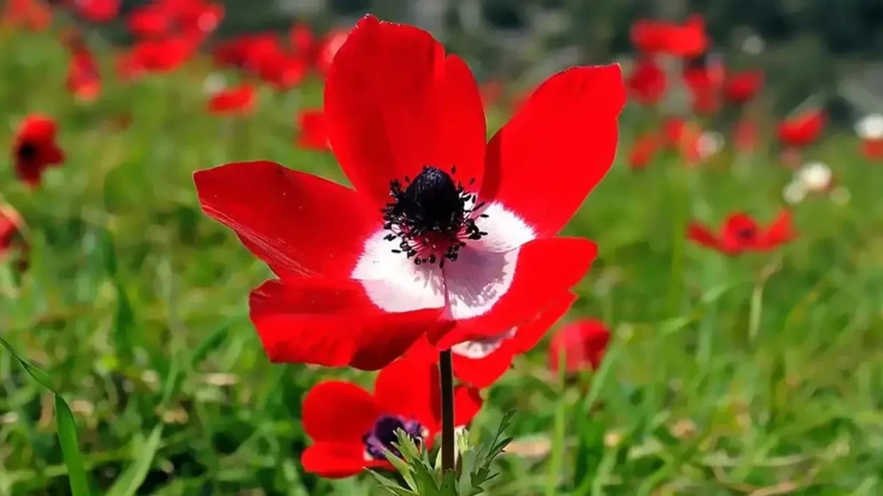 2. cemre ne zaman düşecek? İşte o tarih