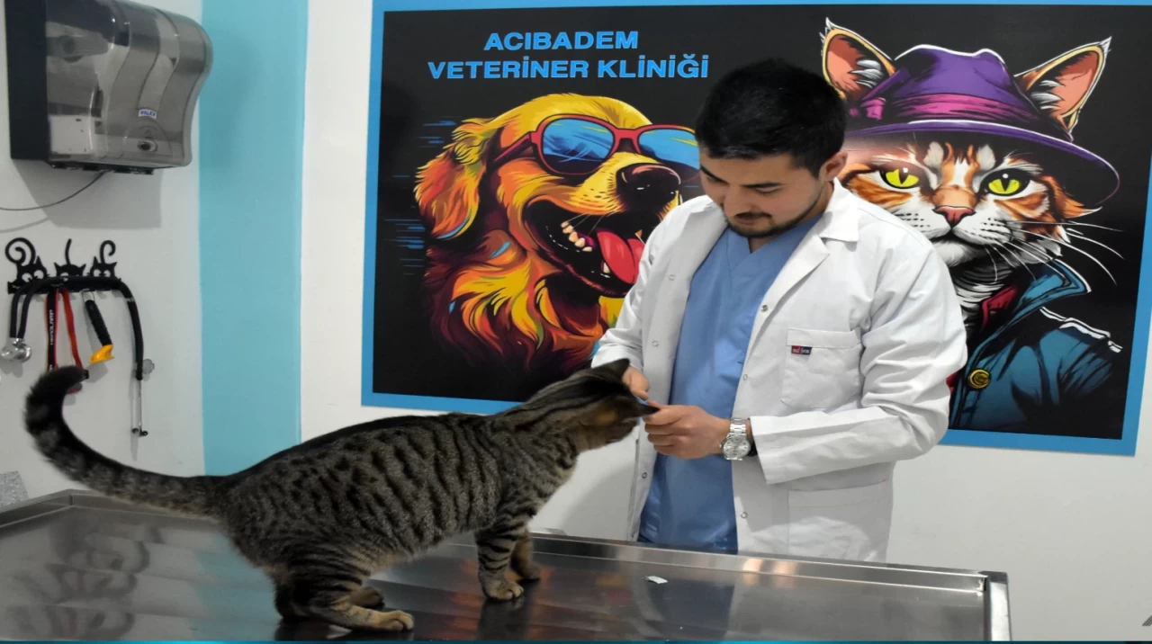 Görme engelli kedi Yogi, veteriner hekim tarafından tedavi edilip sahiplenildi