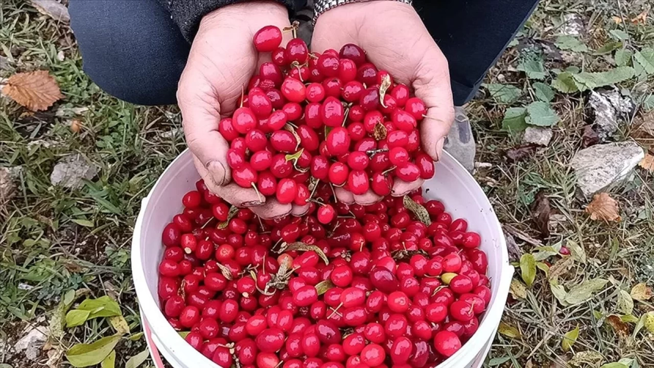 Kanserle mücadelede doğal destek: Kızılcığın şaşırtıcı faydaları