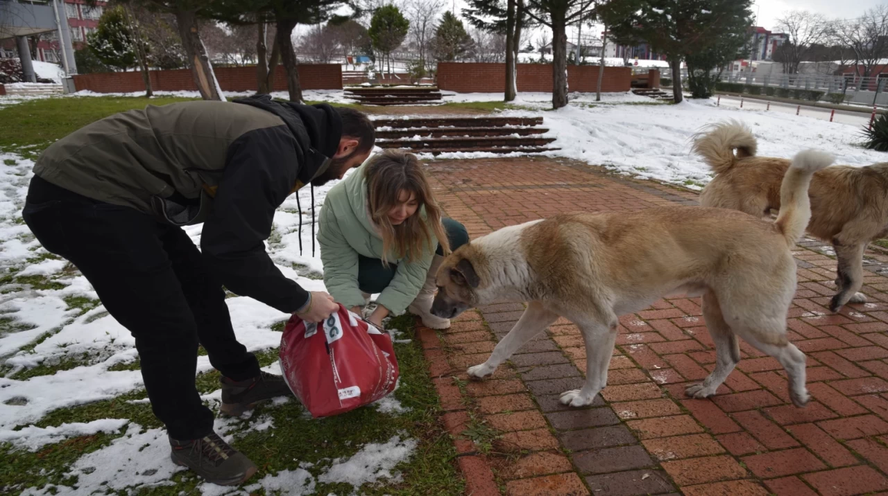 Samsun'da OMÜ Veteriner Fakültesi öğrencileri sahipsiz hayvanlar için yardım eli uzattı