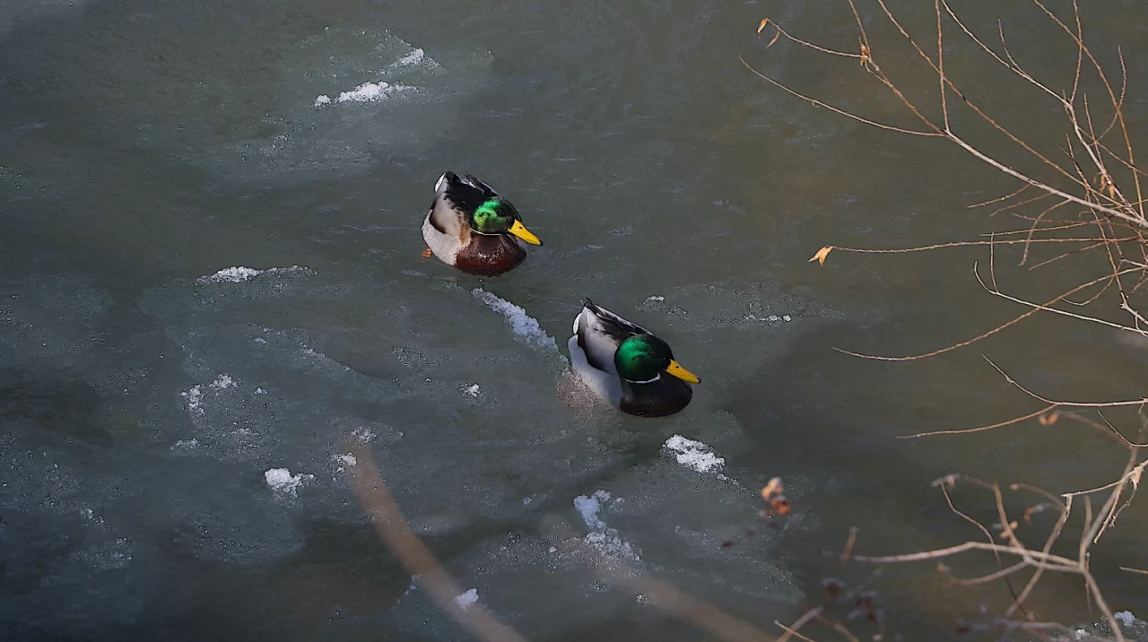 Çoruh Nehri'nde yeşilbaş ördeklerin artan varlığı dikkat çekiyor
