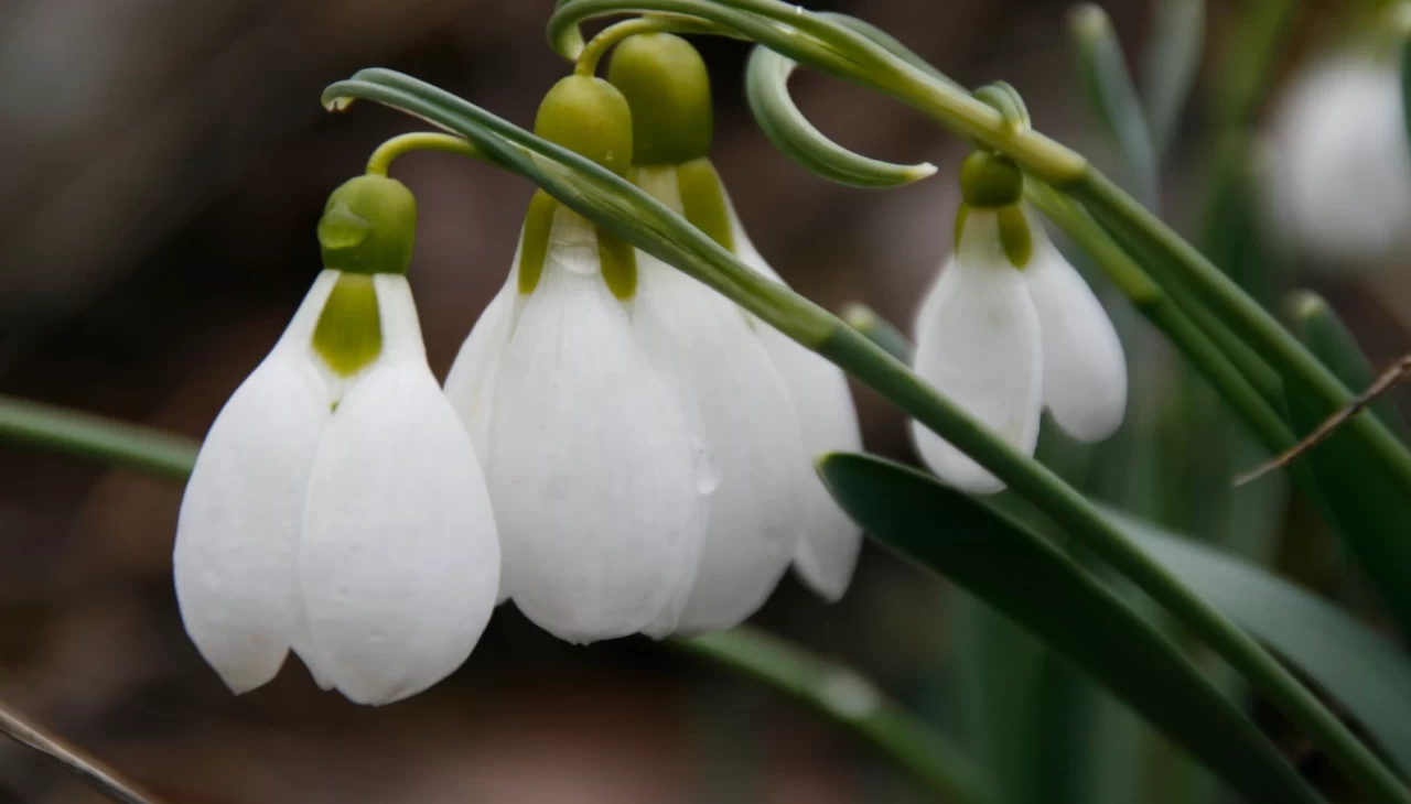 Ankara'da baharın müjdecisi kardelenler kendini göstermeye başladı