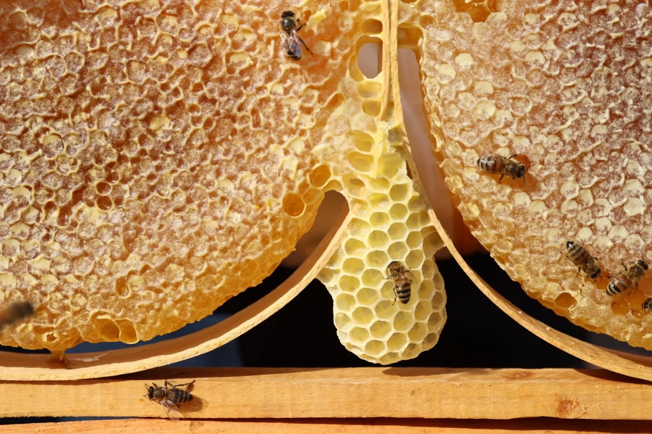 Sivas en ‘ballı' 4. şehir oldu