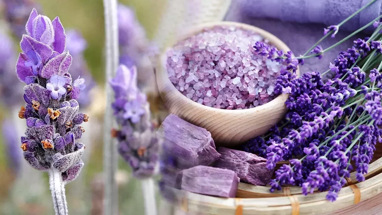 Lavanta kullanmanın faydaları!