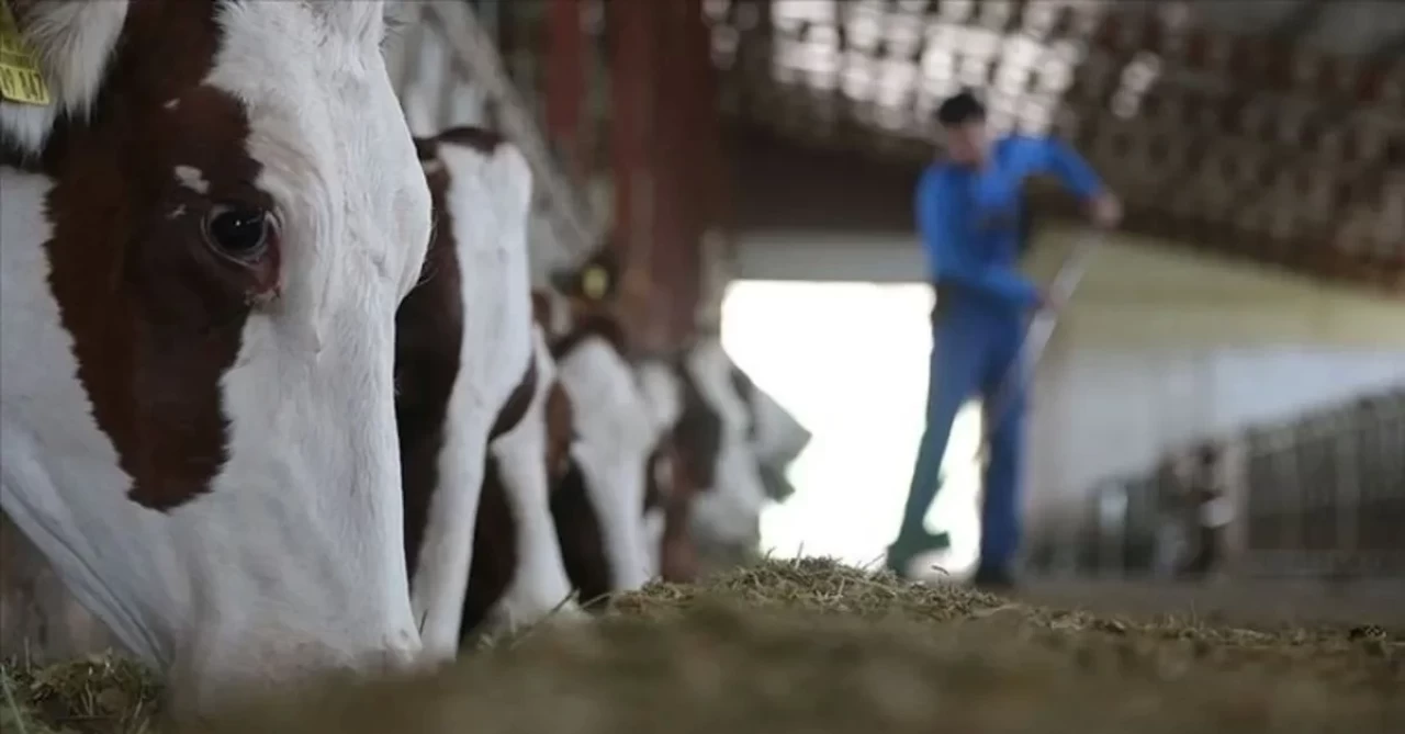 Tarımsal desteklemelerde değişiklik: Kooperatif üyelerine yönelik kesintiler azaldı
