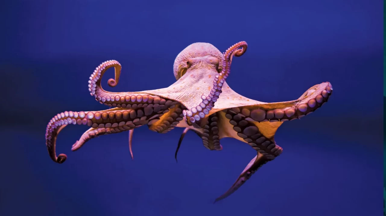 Ahtapotlar Nasıl Ürer?