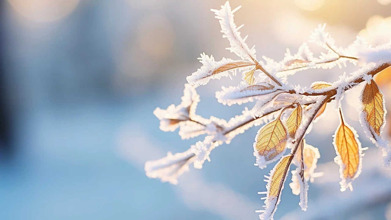 Doğu Akdeniz'de 'zirai don' uyarısı: Tedbirleri unutmayın