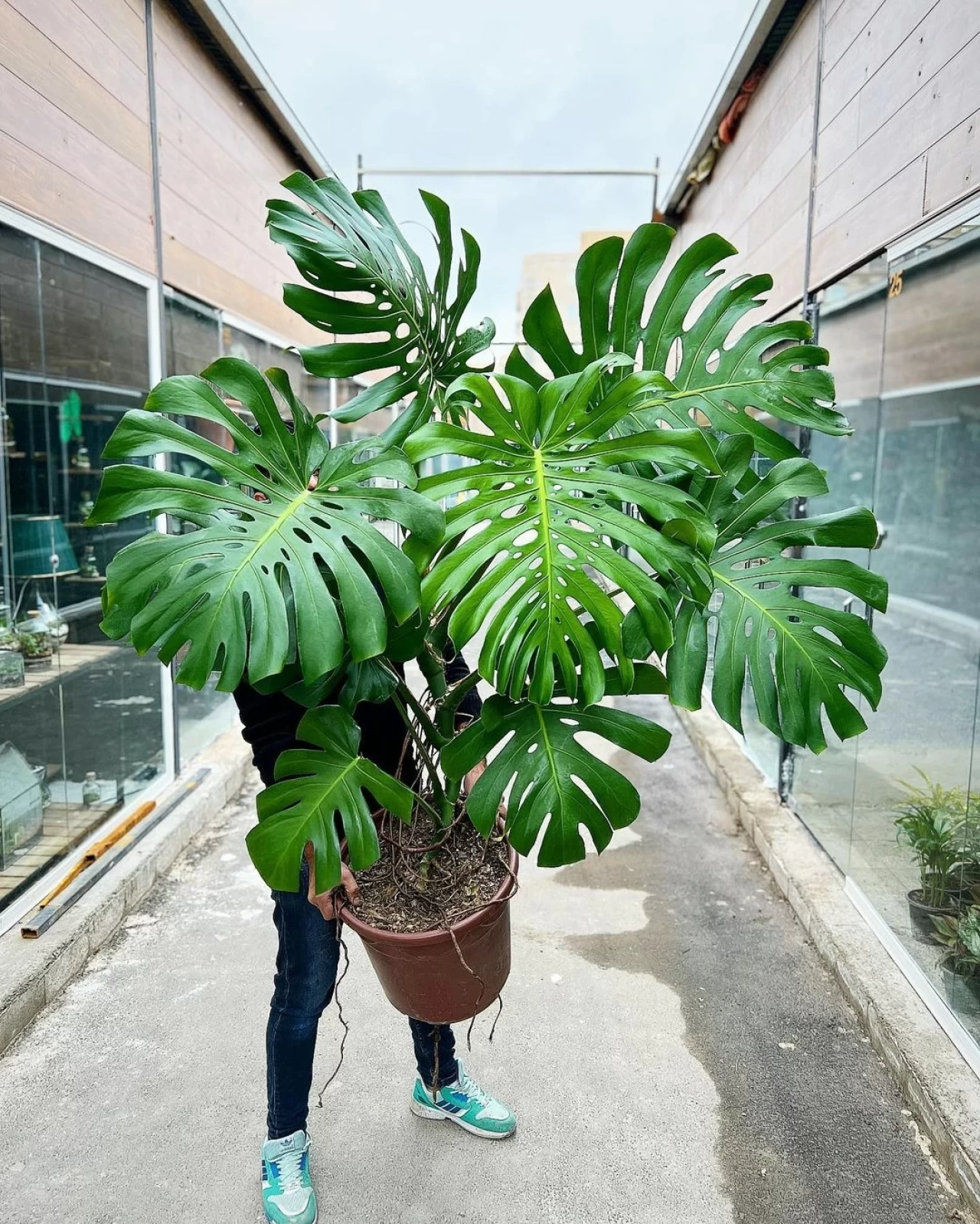 Deve Tabanı Nedir? Bakımı, Faydaları ve Özellikleri