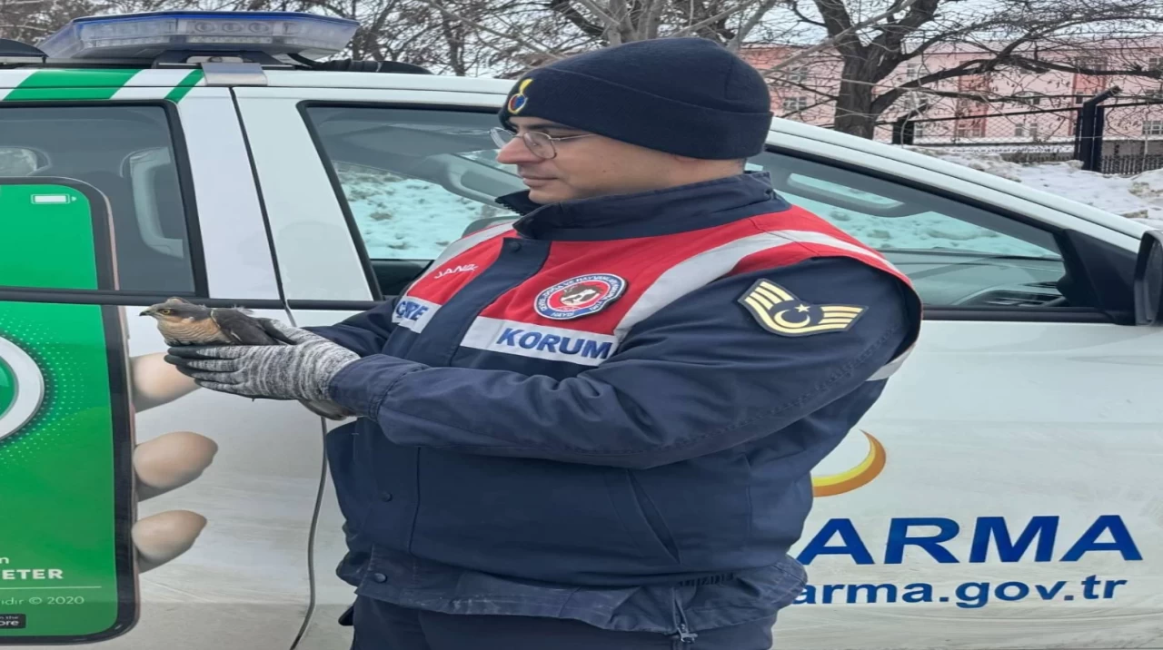 Erzurum'da jandarma ekipleri tarafından yorgun halde bulunan atmaca, tedavi altına alındı