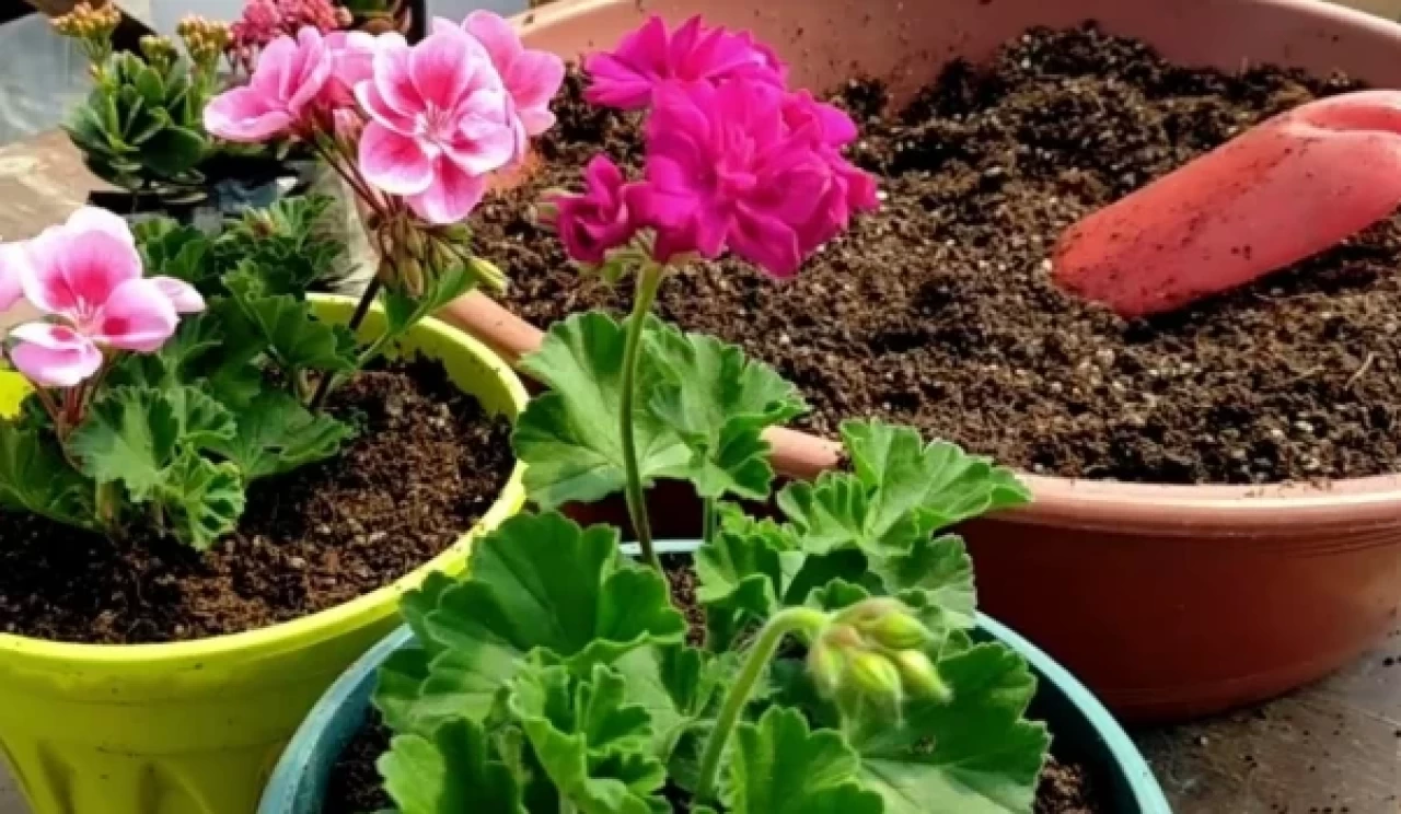 Evdeki çiçeklerinizi maden suyuyla canlandırın