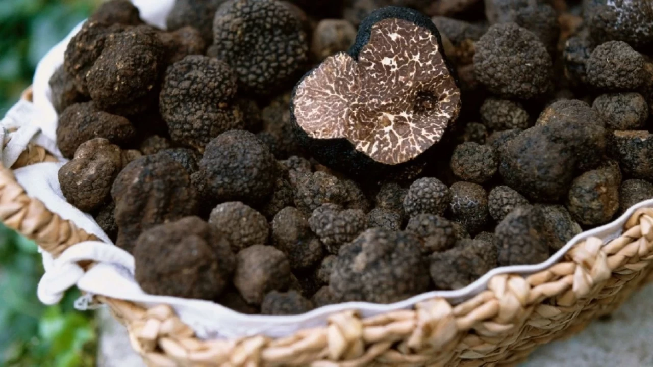 Trüf mantarının faydaları nedir?