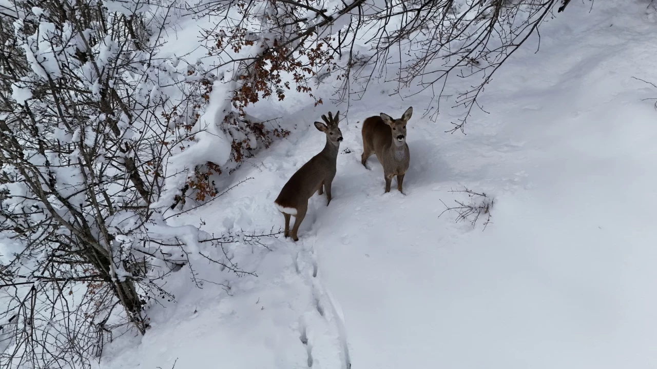 Kastamonu'da karda yürüyen 2 karaca dronla görüntülendi