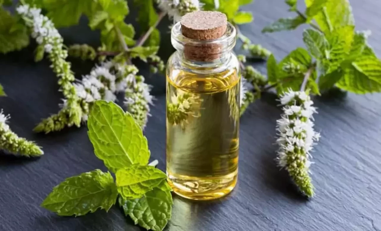 Nane yağı nedir ve faydaları nelerdir?