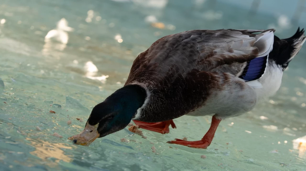 Ankara'da, Ördekli Park'ta havuz buz tuttu
