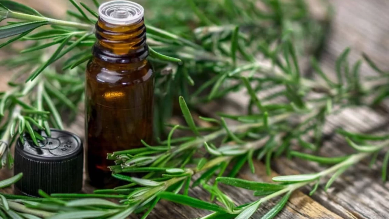 Biberiye yağı baş ağrısına iyi gelir mi?