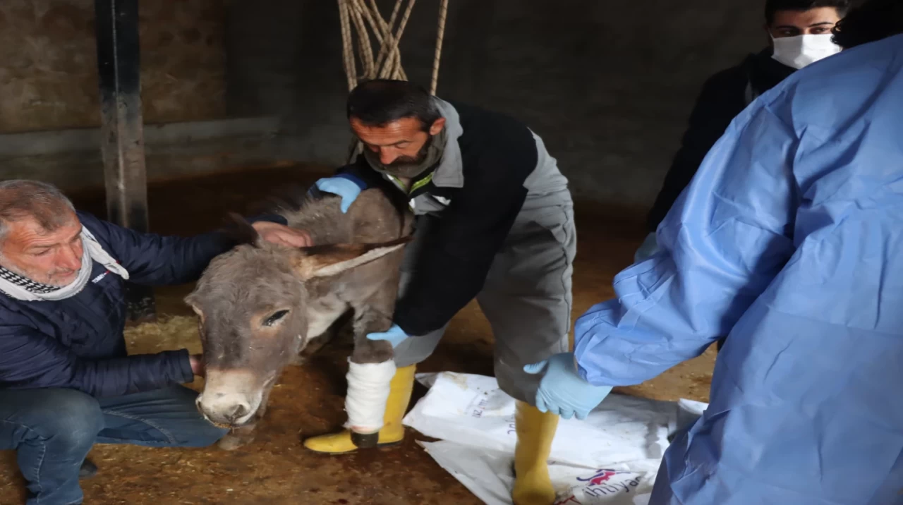 Midyat'ta araç çarpması sonucu ayağı kırılan eşeğe özel protez takıldı