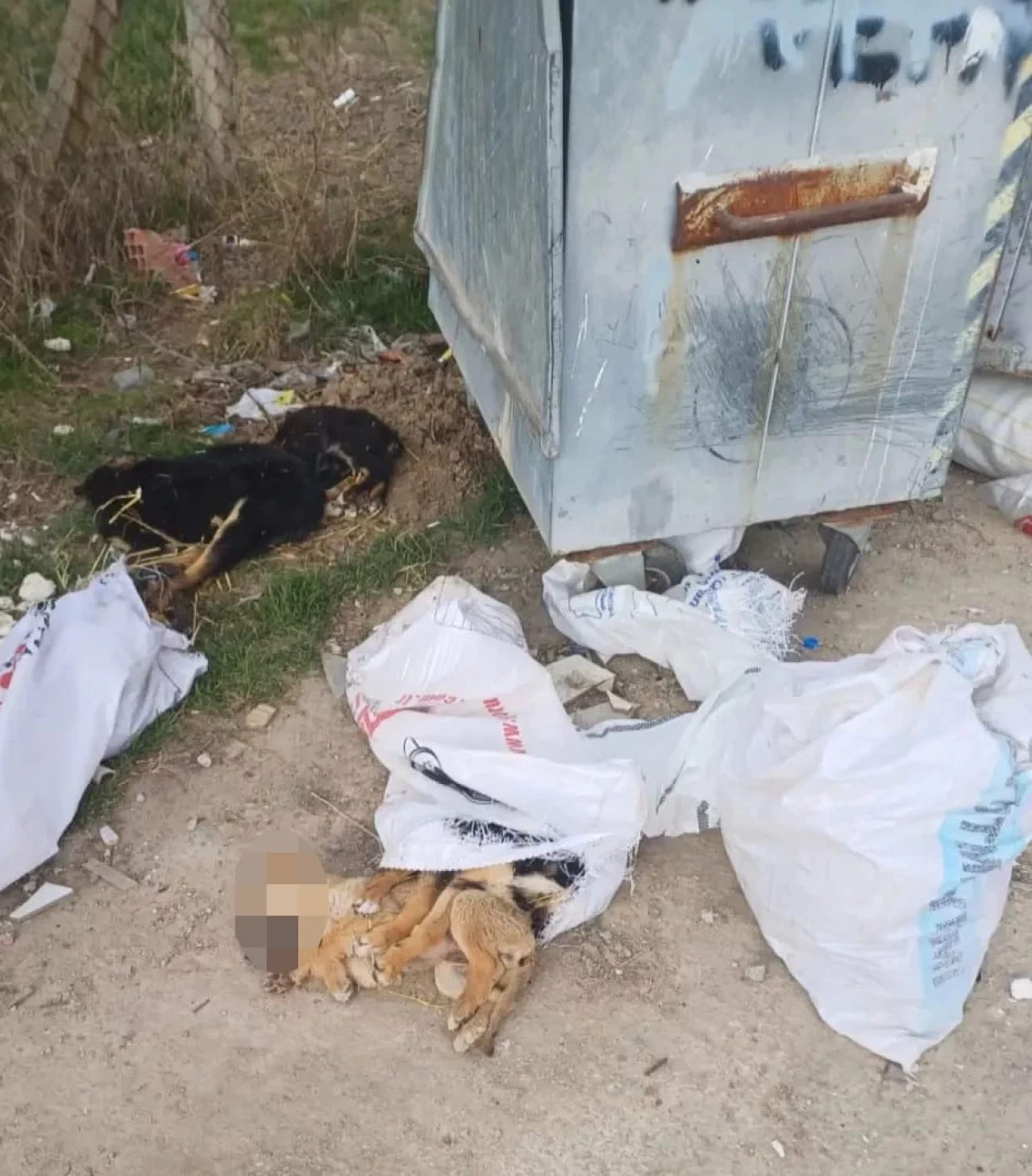 Kırklareli'nde 11 köpek ve bir kuzunun ölü bulunduğu yerlerde soruşturma başlatıldı
