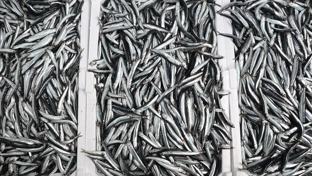 Kar düştü, hamsi bereketiyle geldi