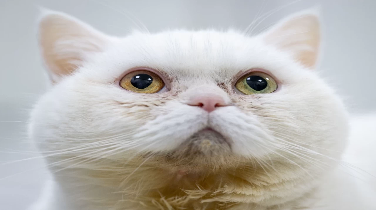 Nadir bir hastalığa sahip olan kedi Lucy için "stressiz yaşam" önerisi