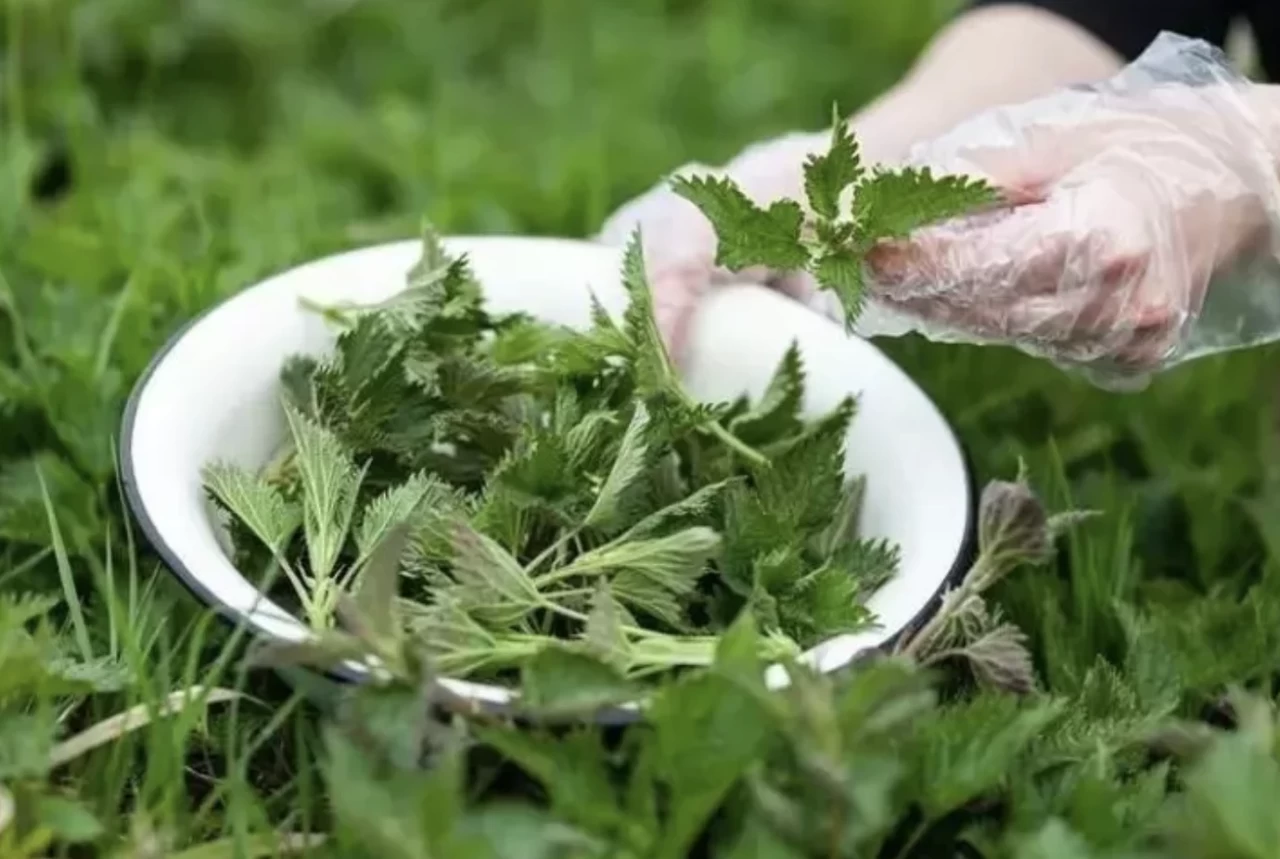 İbrahim Saraçoğlu'ndan kabızlığa ve basura iyi gelen ısırgan otu çayı