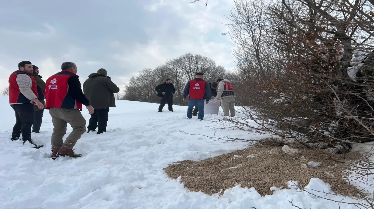 Samsun'da yaban hayvanları için doğaya yem bırakıldı