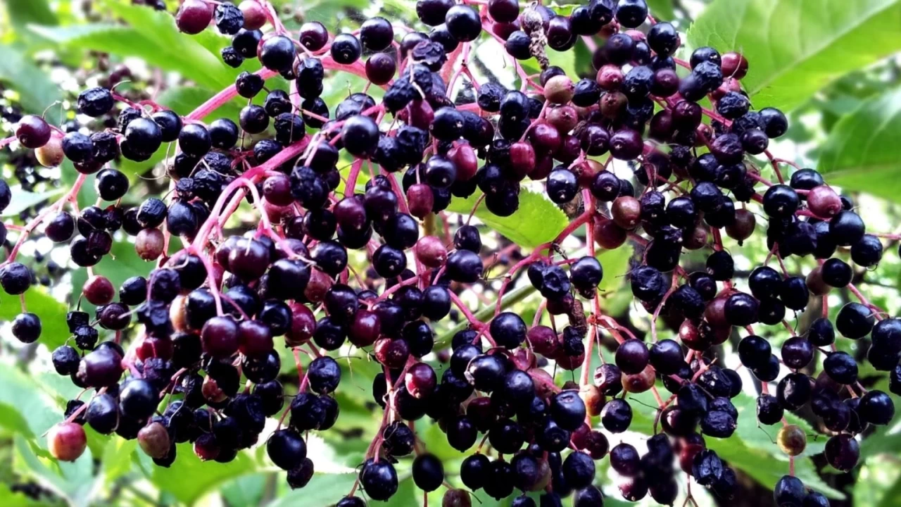 Kara Mürver meyvesinin faydaları nelerdir?