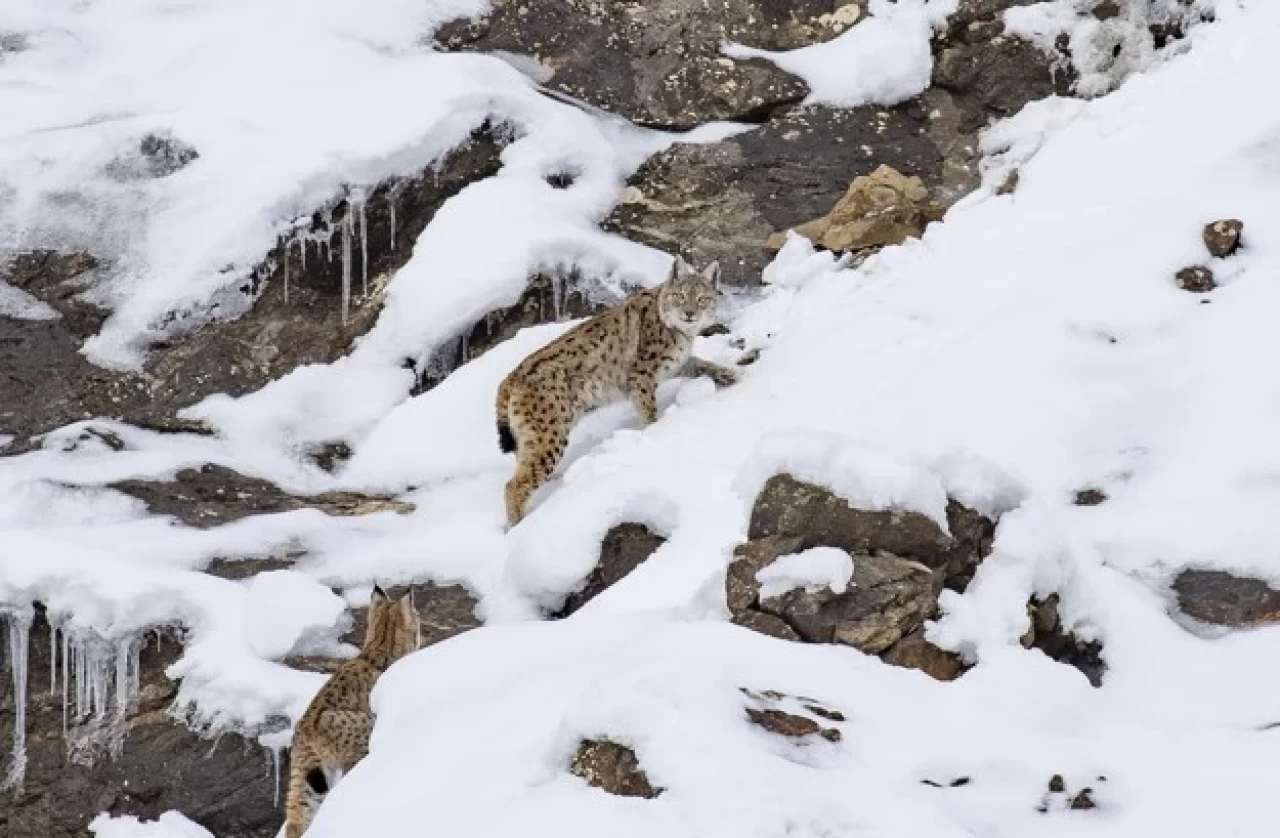 Nesli tehlike altındaki vaşaklar karlı dağlarda görüntülendi