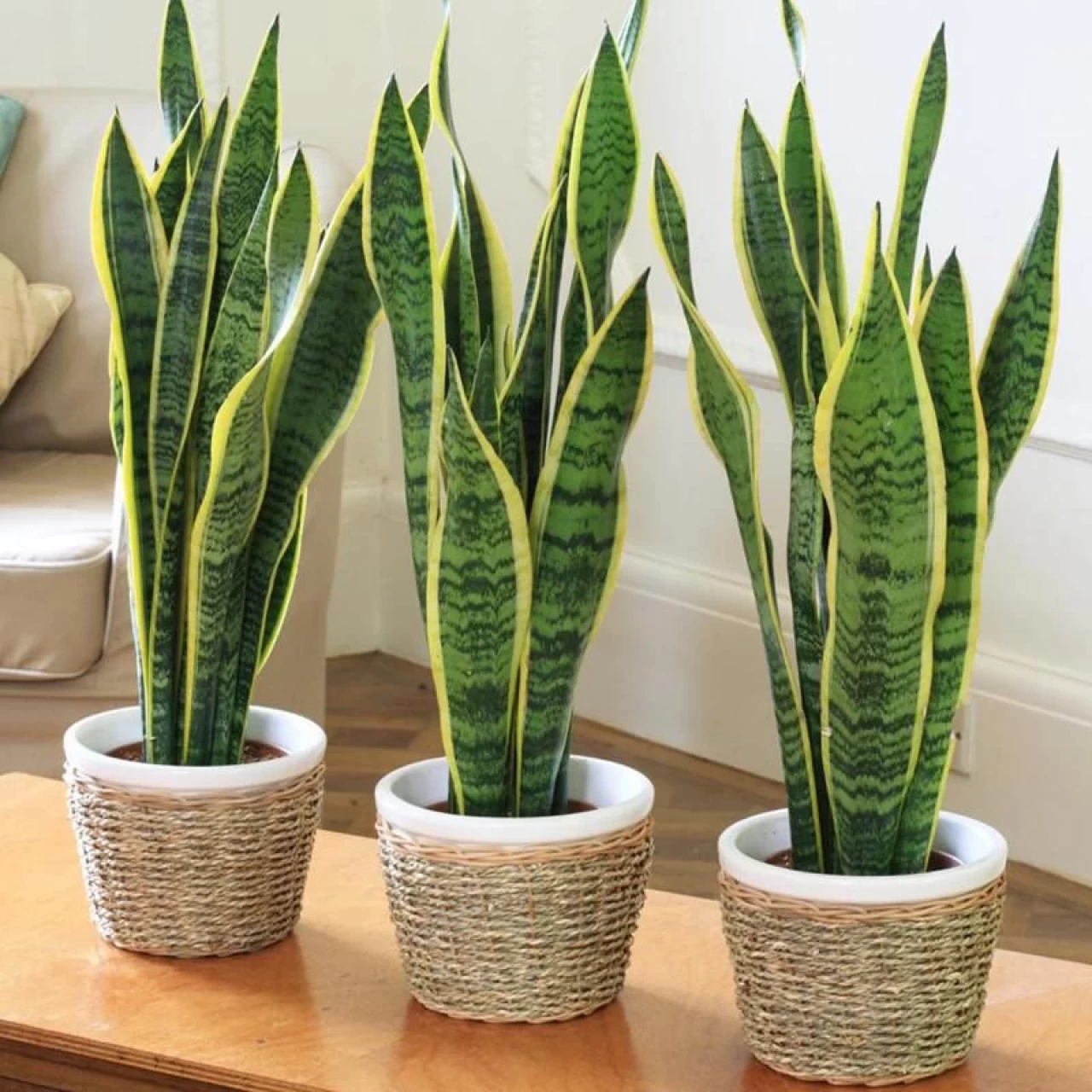 Peygamber Kılıcı (Sansevieria) Bakımı: Sağlıklı ve Güçlü Büyütme Rehberi