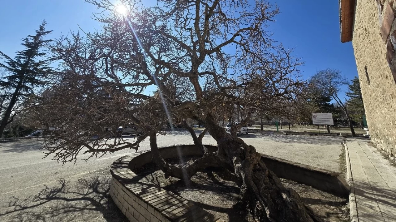 Elazığ'ın 133 yıllık "secde eden" dut ağacı