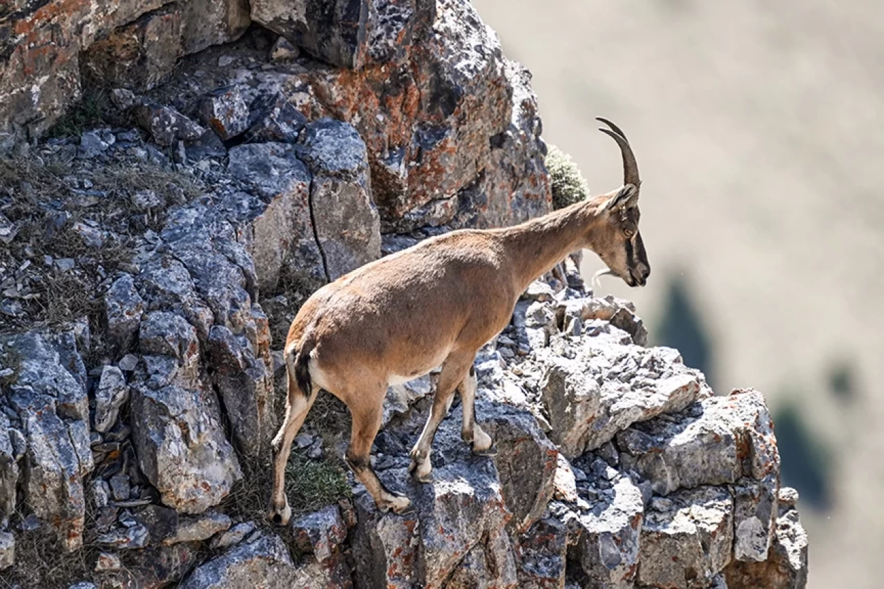 Malatya'da yaban keçisi avlayan kişiye rekor ceza: 661 bin 883 TL ödedi