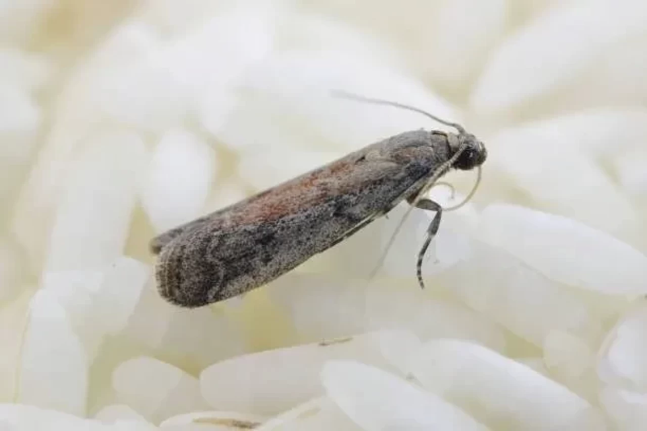 Evdeki güvelerden nasıl kurtuluruz?