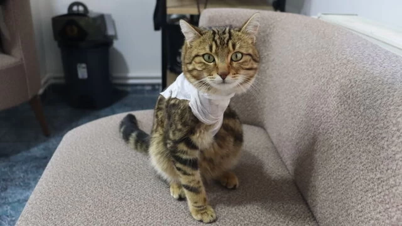 Veteriner hekim tedavi ederek hayata bağladığı Gazoz'u sahiplendi