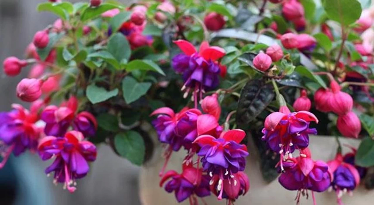 Küpe Çiçeği Bakımı: Evinizde Renkli ve Canlı Bir Atmosfer Yaratın