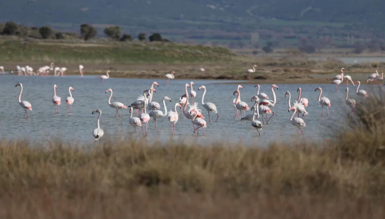 Çanakkale'nin sulak alanları, su kuşlarına ev sahipliği yapıyor