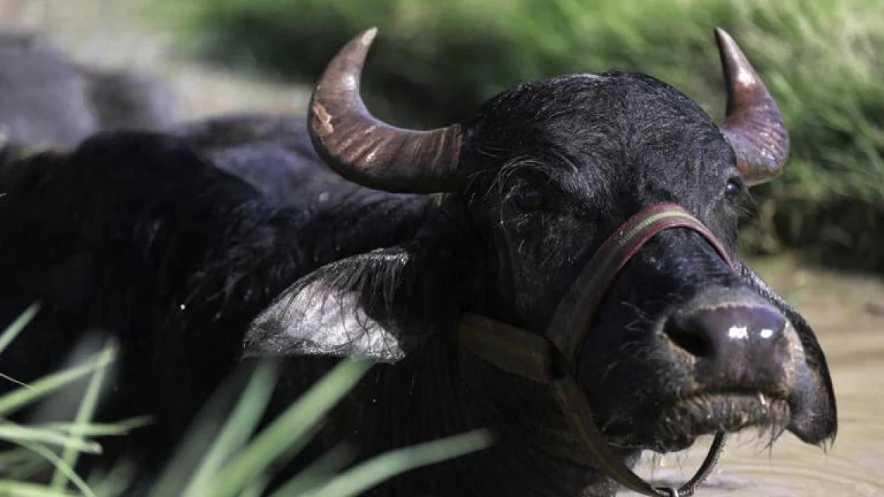 Irak'ta manda ve diğer tırnaklı hayvanlarda şap hastalığı alarmı: 654 manda telef oldu