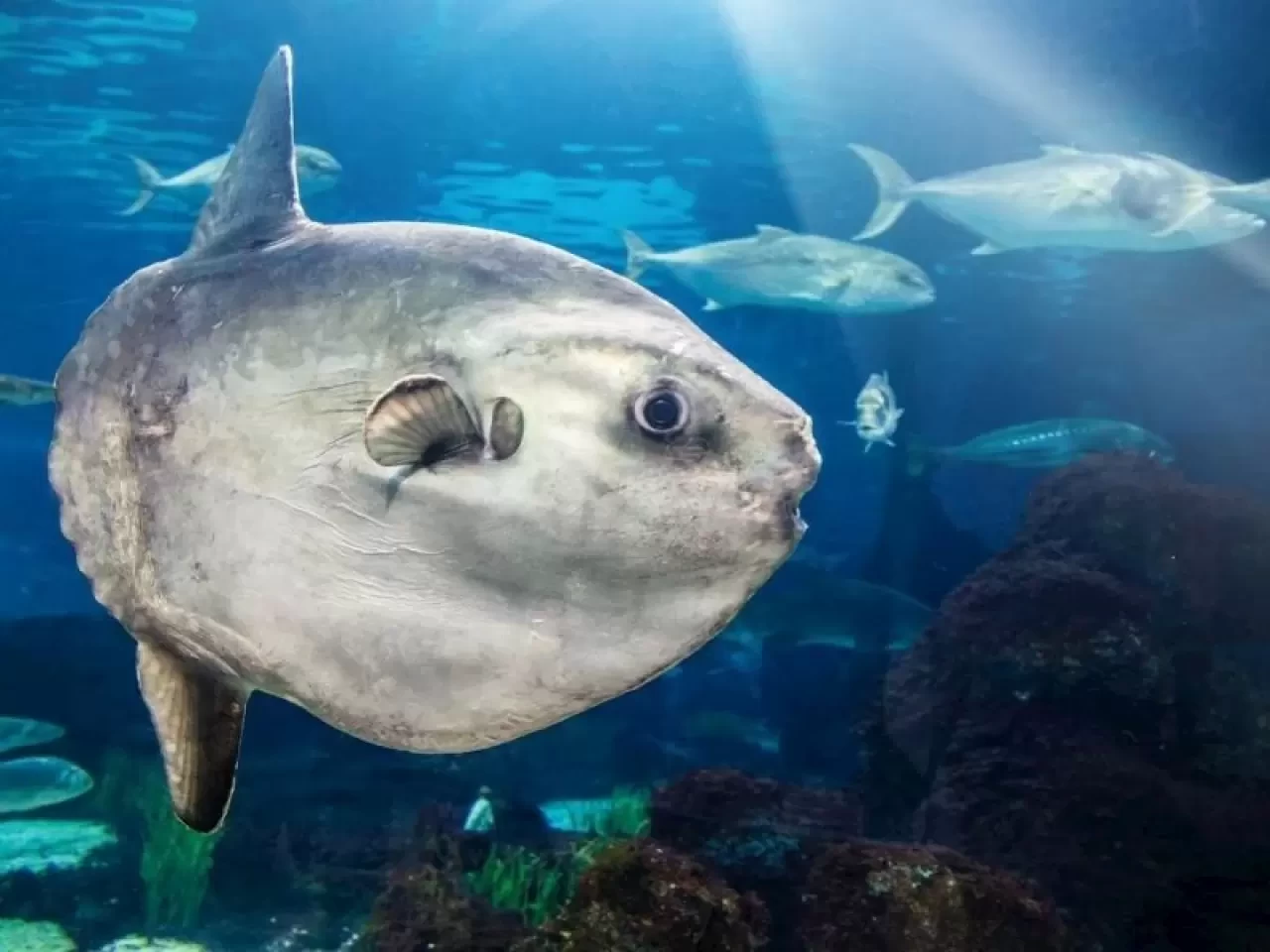 Fare Balığı Yenir mi? Sağlığa Zararlı mı? Dini Açıdan Caiz mi?