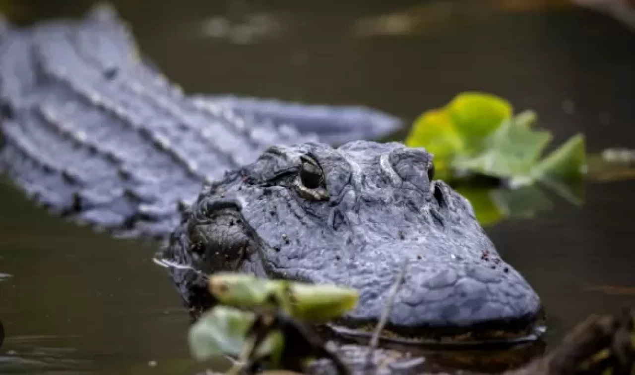 ABD'de bir kadın timsah saldırısına uğradı